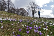 01 Distese di crocus salendo da Avolasio ai Piani d'Artavaggio